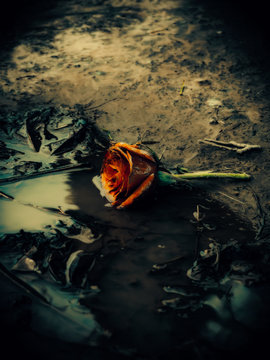 Abandoned Rose
