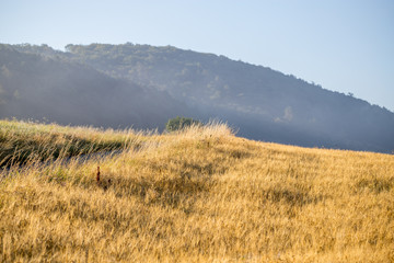 Frühnebel über den Feldern am Rande des Kellerwaldes