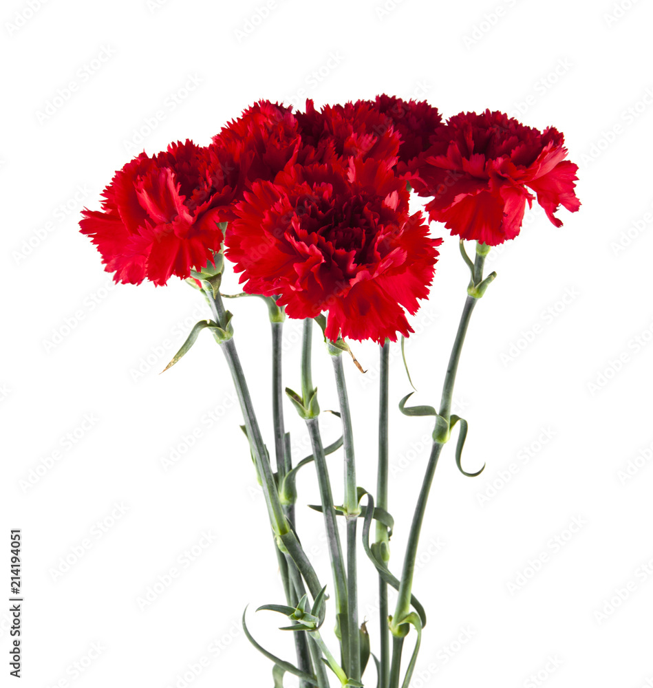 Sticker red carnation flowers isolated on white background