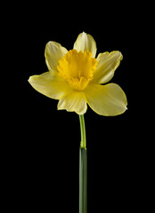 daffodil flowers isolated on a black background