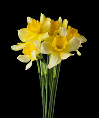 daffodil flowers isolated on a black background