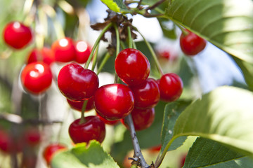 red cherry on a tree in a garden with a defocused background