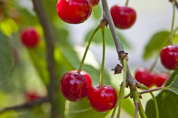 red cherry on a tree in a garden with a defocused background