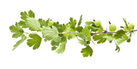 gooseberries isolated on white background