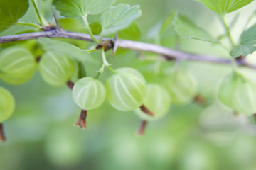 gooseberry in the garden with a defocused background