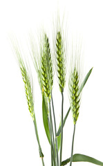 spike of green wheat isolated on white background