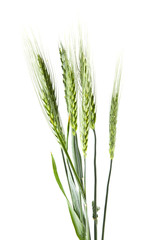 Fototapeta premium spike of green wheat isolated on white background