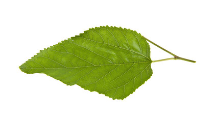 green leaves isolated on white background