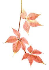 red, yellow autumn leaves of grapes isolated on white background
