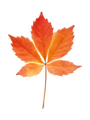 red, yellow autumn leaves of grapes isolated on white background