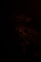 leaves at night