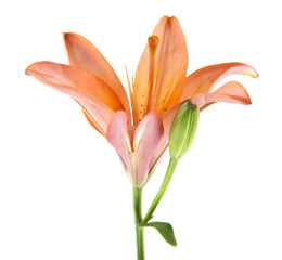 lily flowers isolated on white background