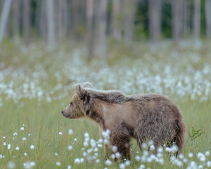 Young Brown bear (Ursus arctos) walking on a Finnish bog on a sunny summer evening. Bear's winter fur is shedding