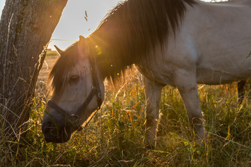 Pferdekoppel im Sonnenuntergang