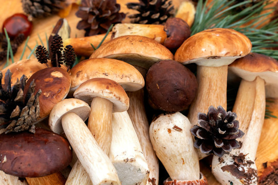 Boletus mushrooms. Close up. Autumn background.