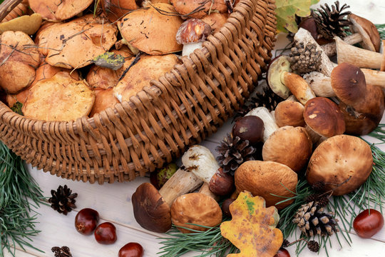 Boletus mushrooms in basket. Rustic style, natural day light. Close up. Autumn background.