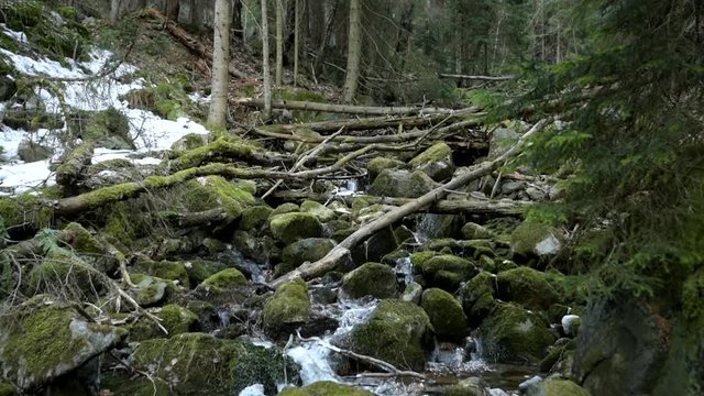 Beautiful view of stream inside of pine forest