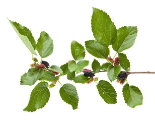 mulberry isolated on white background