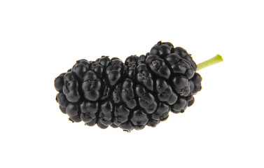 mulberry isolated on white background