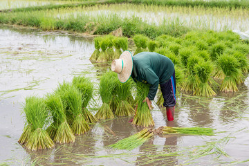 Asia farmers are withdrawn seedlings of rice. planting of the rice season be prepared for planting.