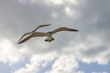 Albatros spreading his wings flies against the background of rai