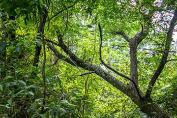 Obraz premium Oculto