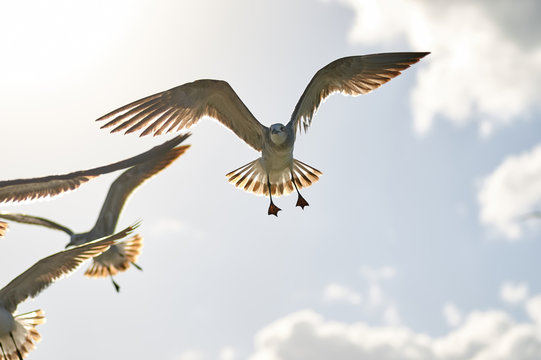 Large sea bird Albatross flies over the sea