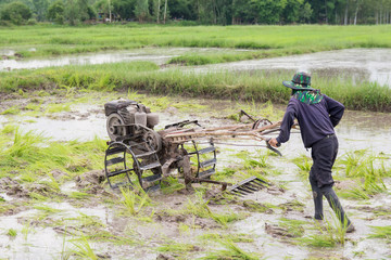 plows machine - Farmer using walking tractor plowing in rice field to prepare the area to grow rice.