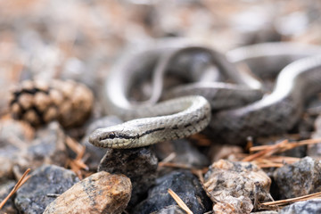 The head of a poisonous snake of a viper on a stony earth