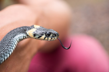 Snake in your hand