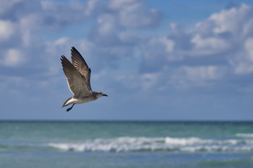 Naklejka premium Albatross spreading its wings flies against the background of se