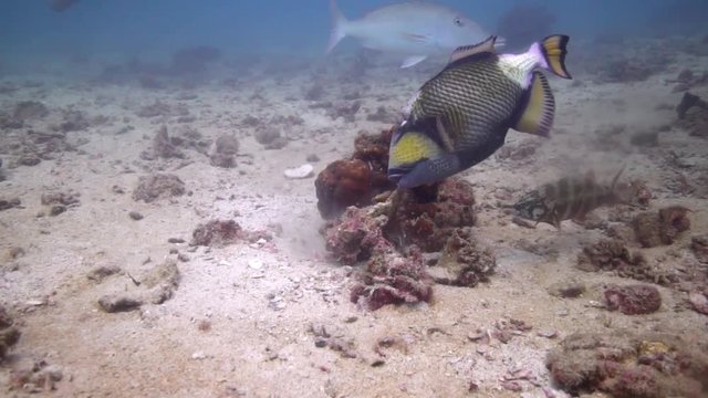 The beautiful Triggerfish on searching for food.