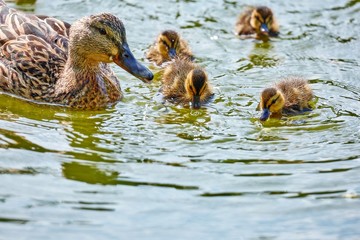Young city ducks floating in green summer water