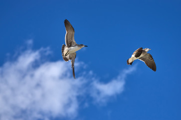 Albatross spreading his wings flies against the blue sky