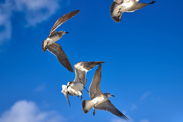A flock of albatrosses fighting against a blue sky - Powered by Adobe