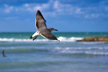 Fototapeta premium Albatross spreading its wings flies against the background of se