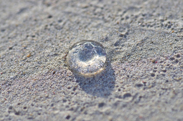 a small transparent jellyfish on the sand is illuminated by the 