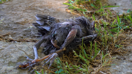 Dead bird lies on the grass.