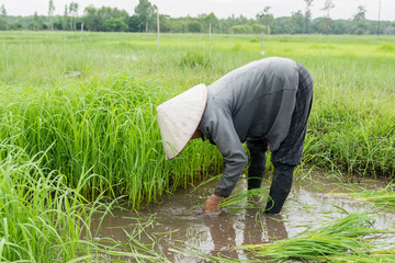 Naklejka na ściany i meble Asia farmers are withdrawn seedlings of rice. planting of the rice season be prepared for planting.