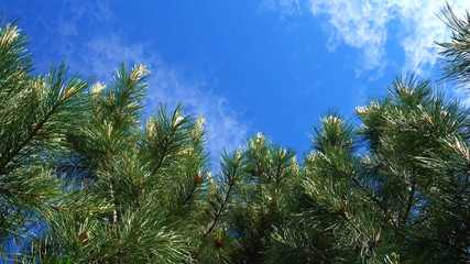 Cedar or pine on a background of blue sky.