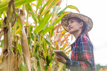 Young farmer stand smiling and recording the growth of corn in corn fields.