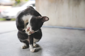 a black stray cat licking paw