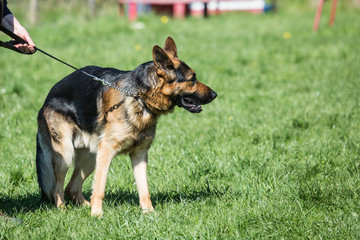 Portrait of a german shepherd dog walking in belgium