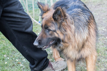 Portrait of a german shepherd dog walking in belgium