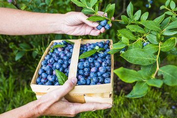 Freshly picked ripe blueberries in the garden. 