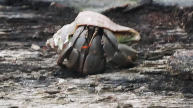 Hermit crab walking on a grey stone