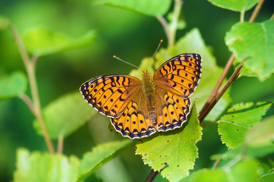 Forest-meadow butterfly High Brown Fritillary