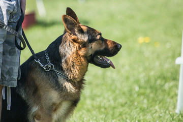 Portrait of a german shepherd dog walking in belgium