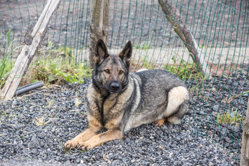 Portrait of a german shepherd dog walking in belgium
