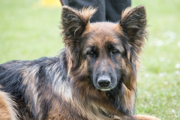 Portrait of a german shepherd dog walking in belgium